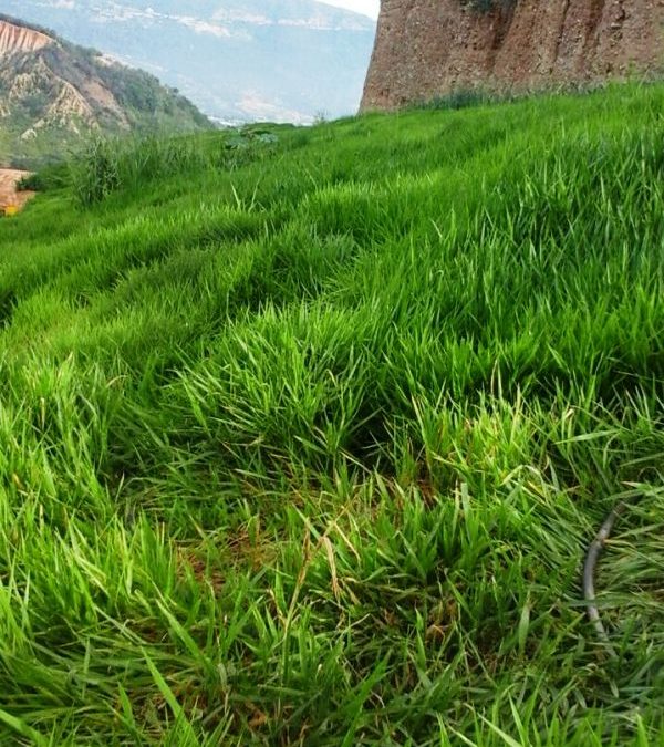 El Carrasco